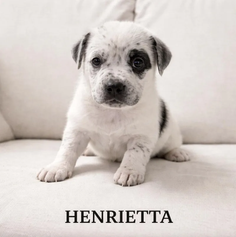 A baby medium-sized female Catahoula Leopard Dog dog named Henrietta for adoption in Allen, TX