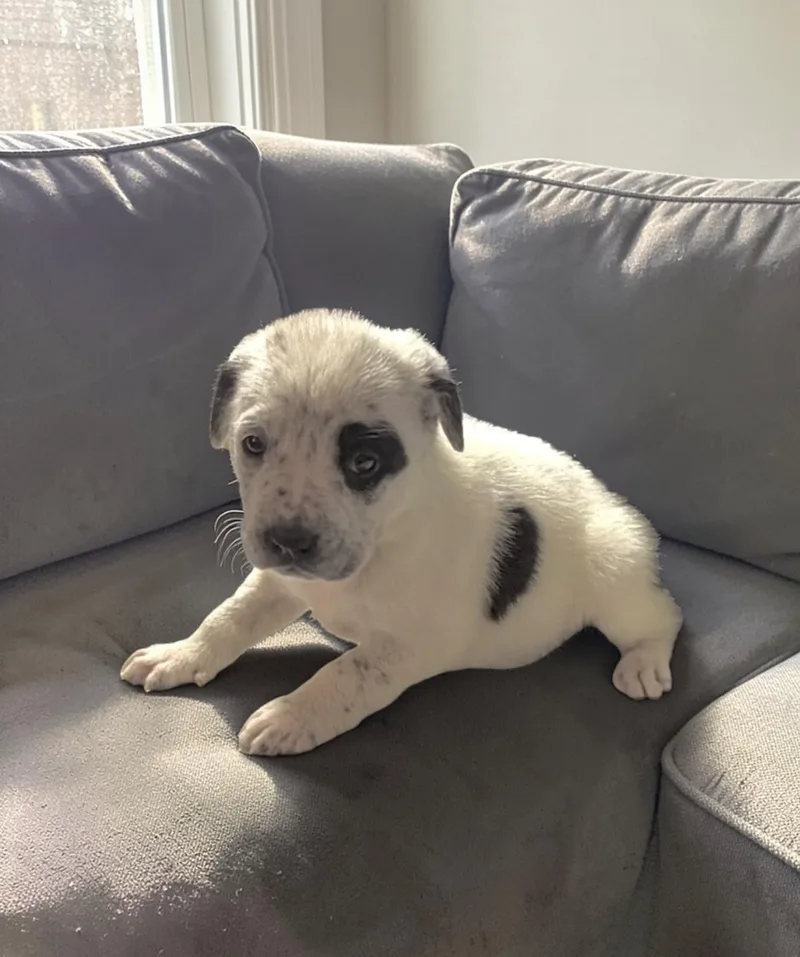 Henrietta thumbnail 4