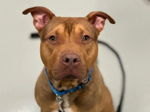 An adult large-sized male Mixed Breed dog named Howard for adoption in Ridgewood, NY