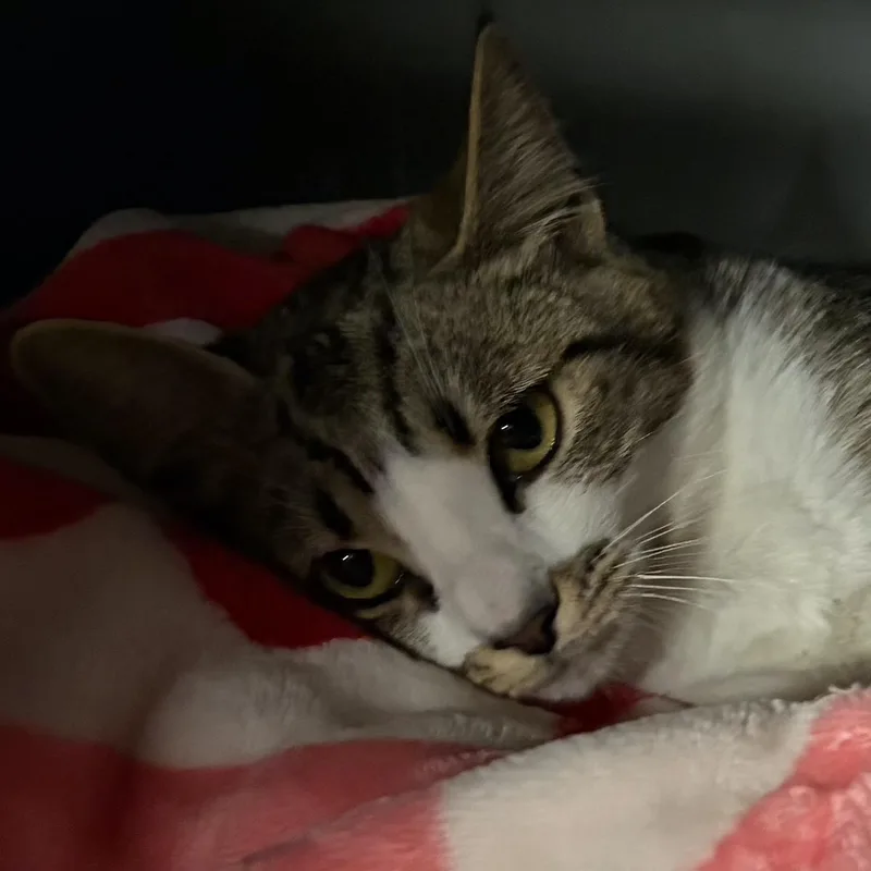 A young medium-sized female Tabby (Buff / Tan / Fawn) Domestic Short Hair cat named Astrid for adoption in San Diego, CA