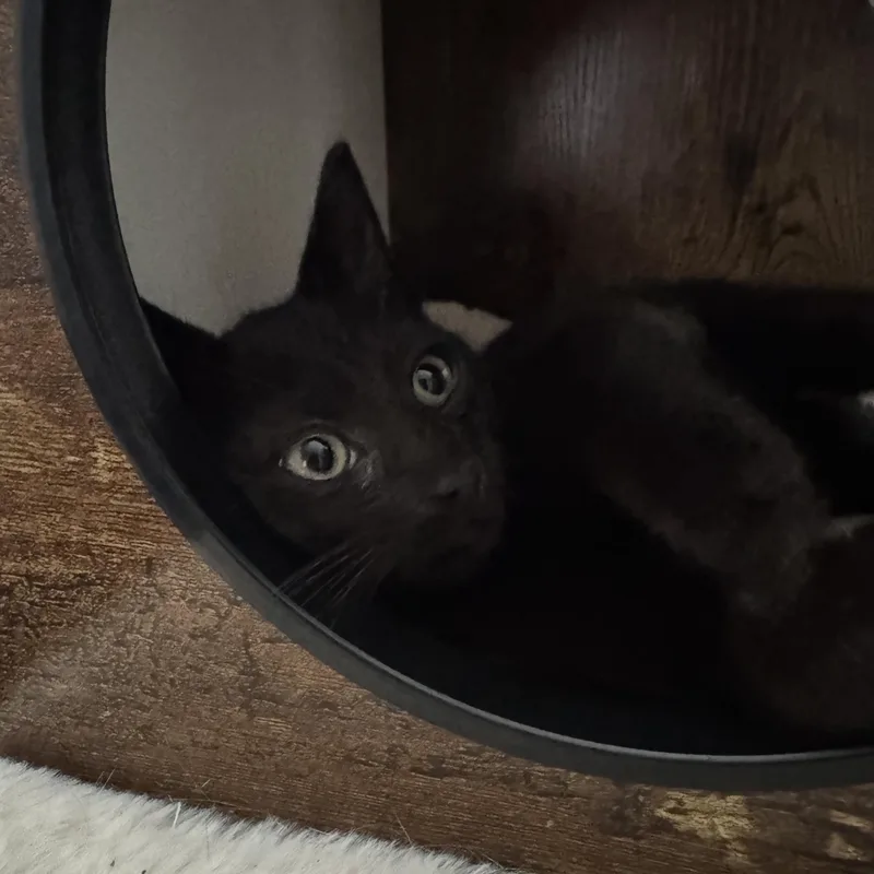 A baby small-sized male Black Domestic Short Hair cat named Zeus for adoption in Delray Beach, FL