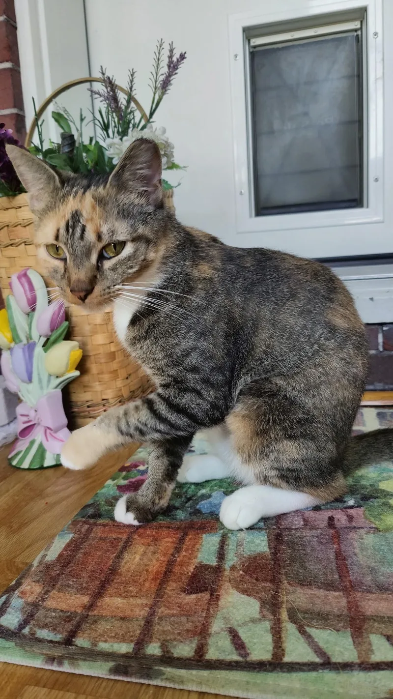 A young medium-sized female Domestic Short Hair cat named Queenie for adoption in York, PA