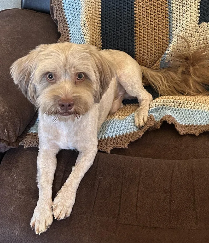 An adult small-sized male Lhasa Apso dog named Brownie for adoption in Pipe Creek, TX