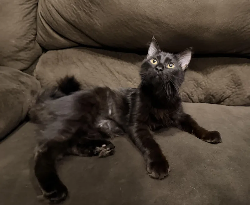 A baby medium-sized female Domestic Long Hair cat named Midnight & Dawn for adoption in Norco, CA