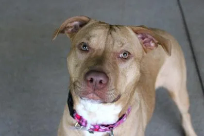 An adult large-sized female Pit Bull Terrier dog named Minnie for adoption in Kansas City, MO