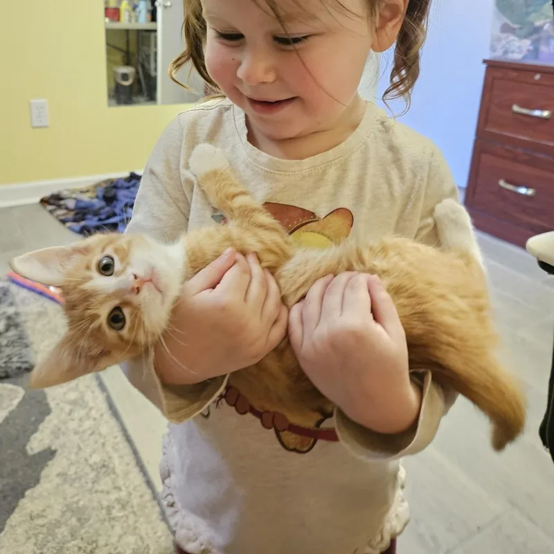 A baby small-sized male Orange / Red Domestic Short Hair cat named Clove for adoption in Columbia, MO