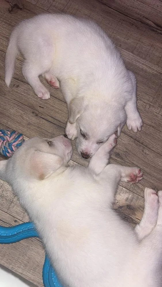 A baby small-sized female White / Cream Great Pyrenees dog named Justice for adoption in Wendell, NC
