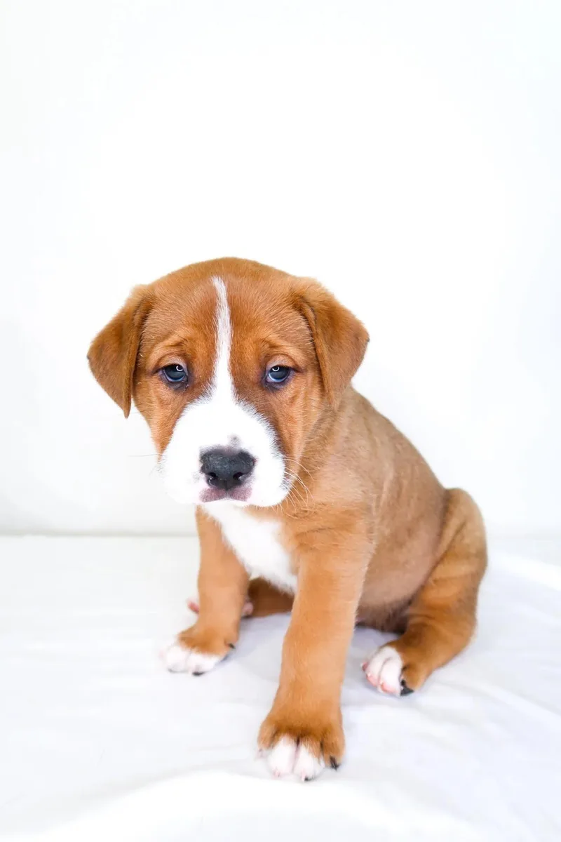 A baby medium-sized male Red / Chestnut / Orange Pit Bull Terrier dog named Tangerine for adoption in Bixby, OK