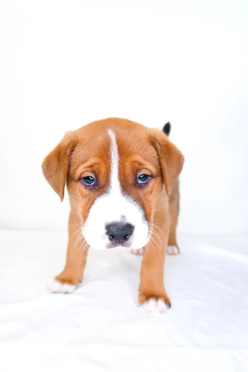 Tangerine thumbnail 2