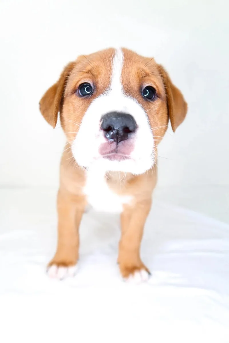 Tangerine thumbnail 3