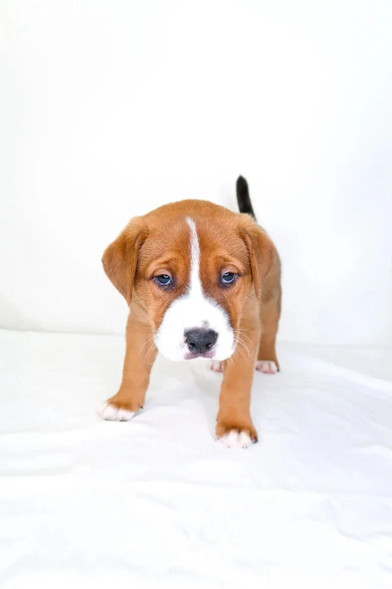 Tangerine thumbnail 4