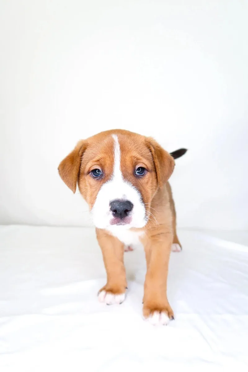 Tangerine thumbnail 5