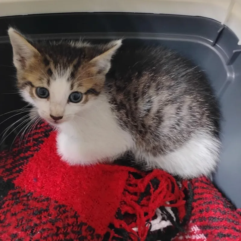 A baby small-sized male Brown / Chocolate Domestic Short Hair cat named Axel for adoption in Summerville, SC