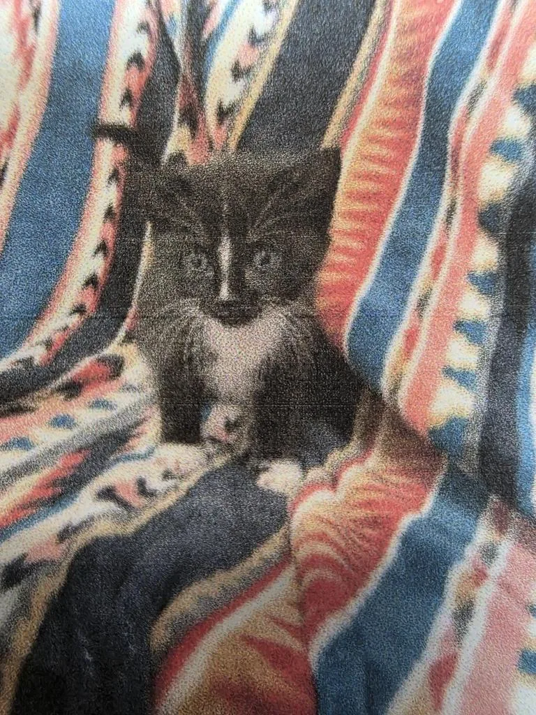 A baby medium-sized male Domestic Short Hair cat named Jelly Belly Baby Boy for adoption in Burnsville, NC