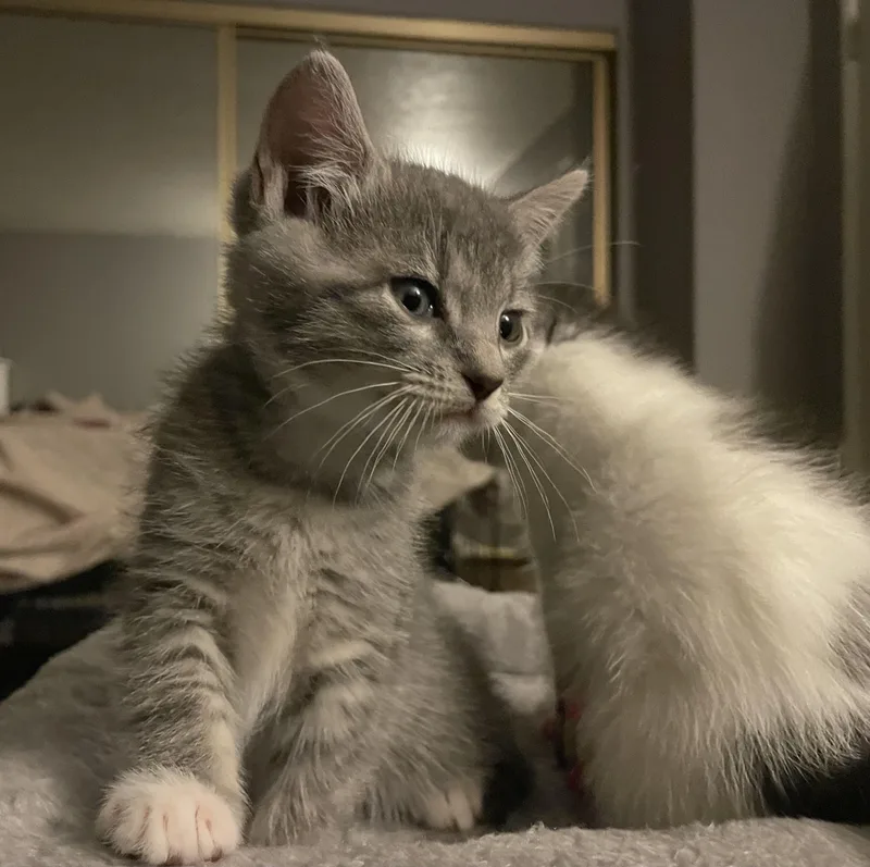 A baby medium-sized female Gray / Blue / Silver Domestic Short Hair cat named Buttercup for adoption in Hillsboro, OR