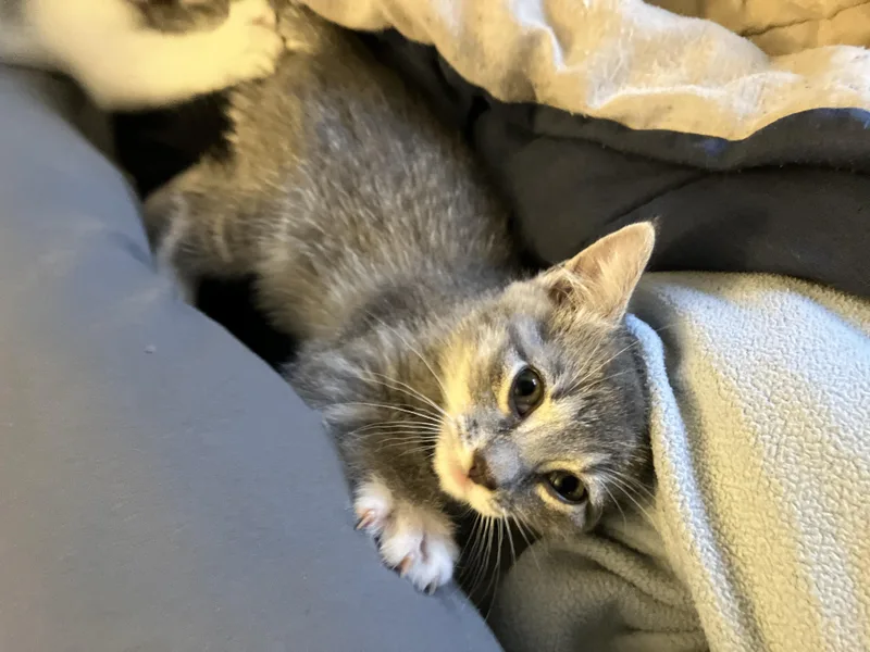 Buttercup thumbnail 2