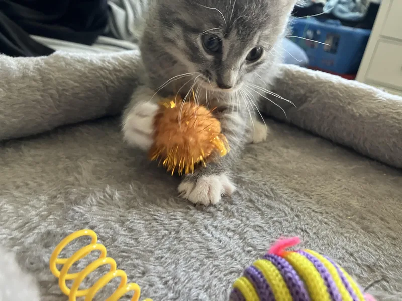 Buttercup thumbnail 3