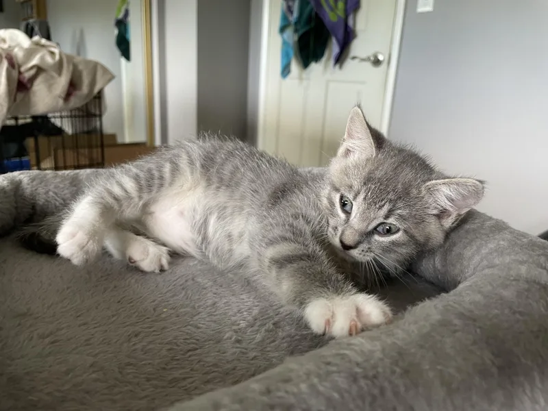 Buttercup thumbnail 4