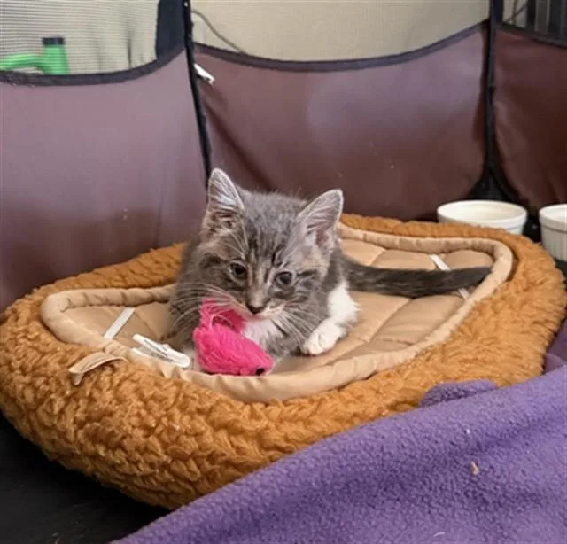 A baby small-sized male Domestic Medium Hair cat named Yoshi for adoption in San Jose, CA
