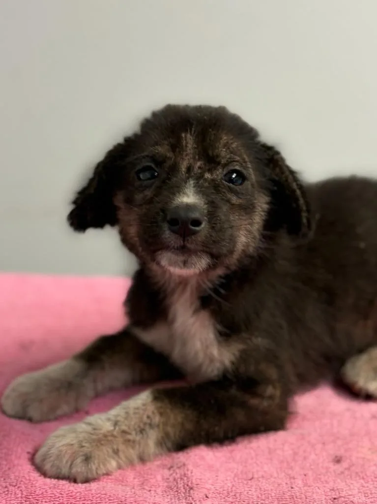 A baby small-sized female Collie dog named Flutter for adoption in Lockhart, TX