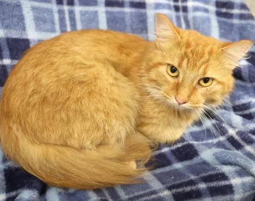 An adult medium-sized female Domestic Medium Hair cat named Bree for adoption in Thief River Falls, MN