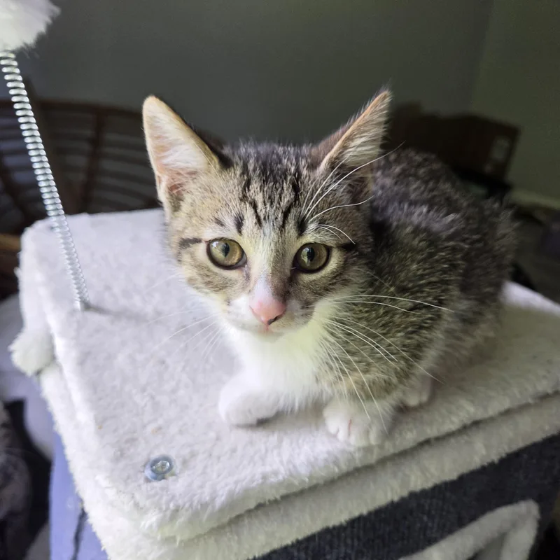 A baby medium-sized female Tabby (Brown / Chocolate) Domestic Short Hair cat named Elm for adoption in Fort Oglethorpe, GA