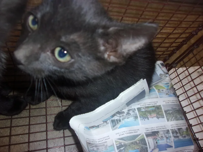 A baby medium-sized male Domestic Short Hair cat named Coal for adoption in Van Nuys, CA