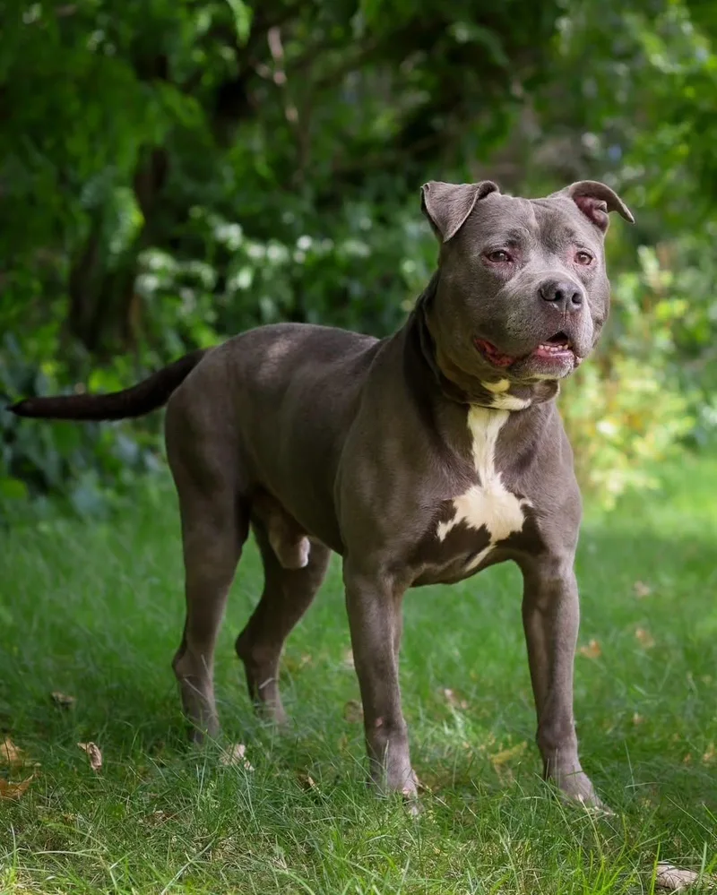 An adult large-sized male Gray / Blue / Silver Pit Bull Terrier dog named Tugboat for adoption in Bridgeport, CT
