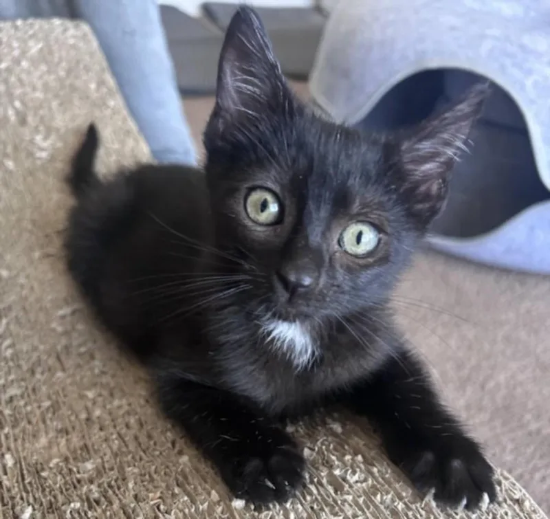 Cosmo