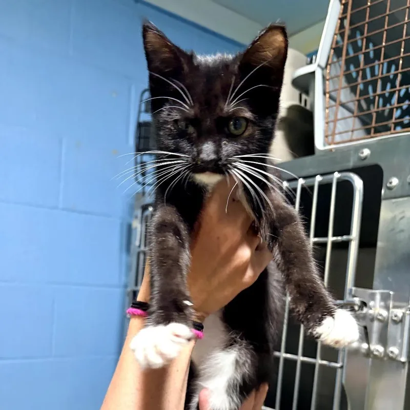 A baby small-sized female Black Domestic Short Hair cat named Aggie for adoption in Newport, NC