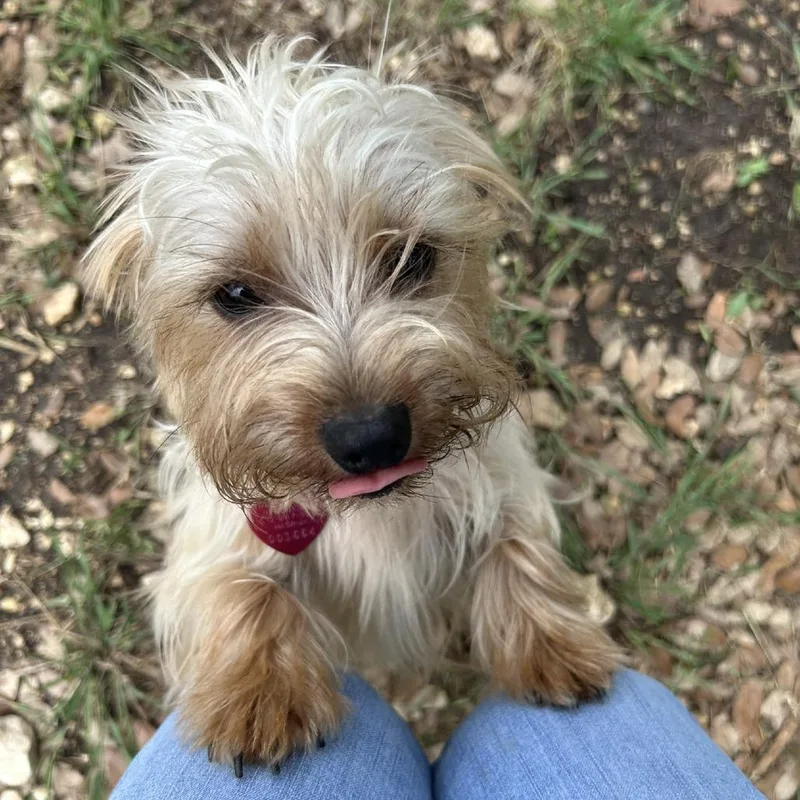 An adult small-sized male Yellow / Tan / Blond / Fawn Yorkshire Terrier dog named Dixon for adoption in Wimberley, TX