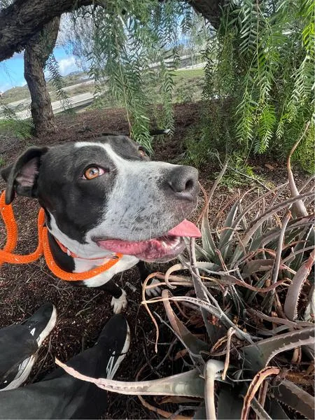 Beatrice thumbnail 2