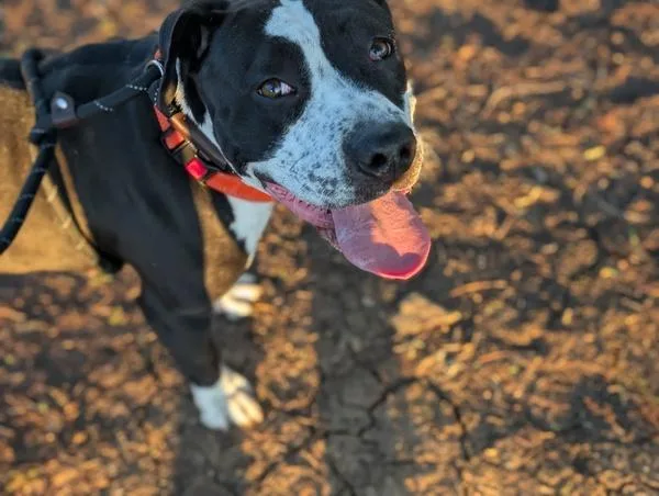 Beatrice thumbnail 3