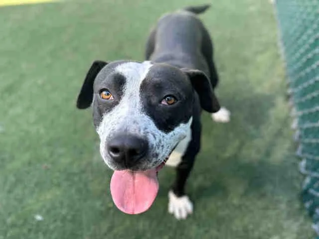 Beatrice thumbnail 4