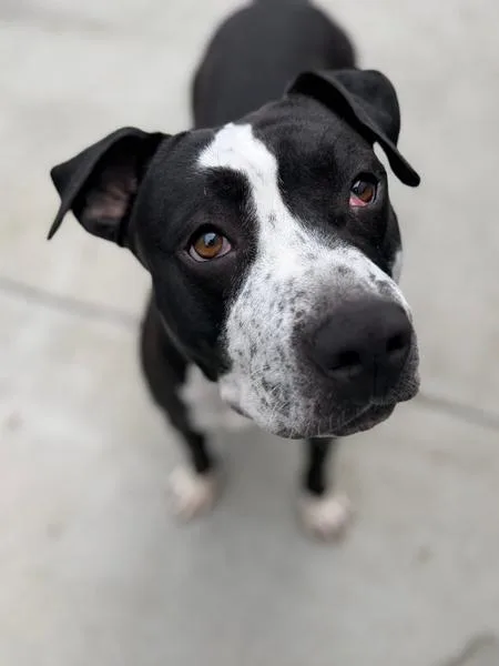 Beatrice thumbnail 5