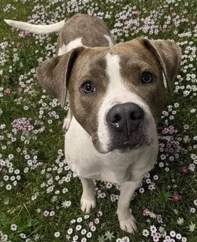 A young large-sized male Pit Bull Terrier dog named Cody for adoption in Clinton Township, MI