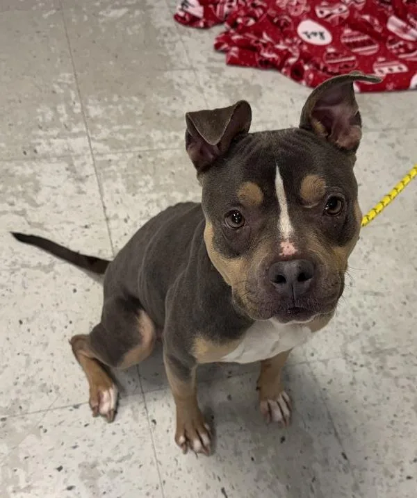An adult medium-sized female Pit Bull Terrier dog named Miss Piggy for adoption in Salt Lake City, UT