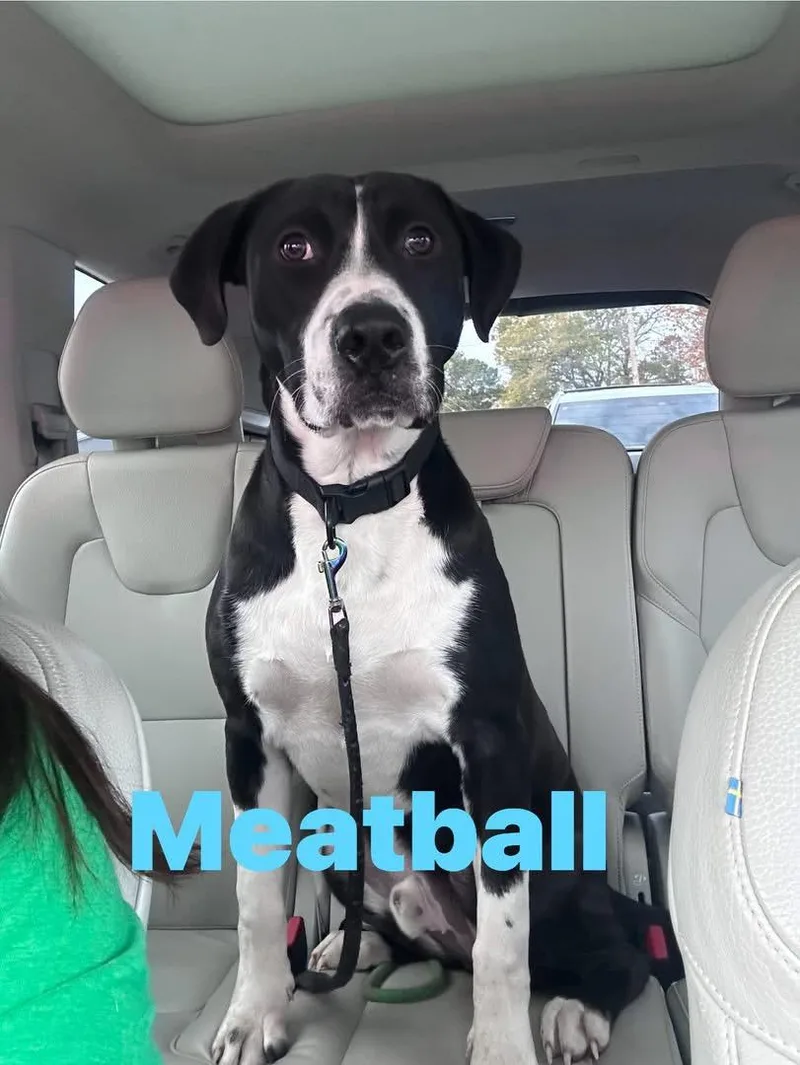 Meatball