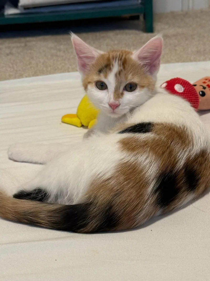 A baby medium-sized female Calico cat named Honeybee for adoption in Buford, GA