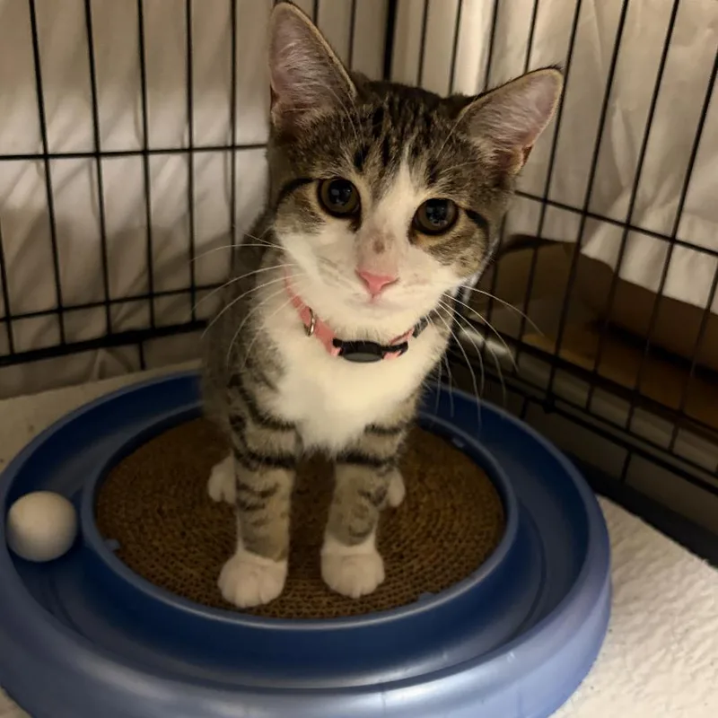 A baby small-sized male Gray / Blue / Silver Domestic Short Hair cat named Hershey for adoption in League City, TX