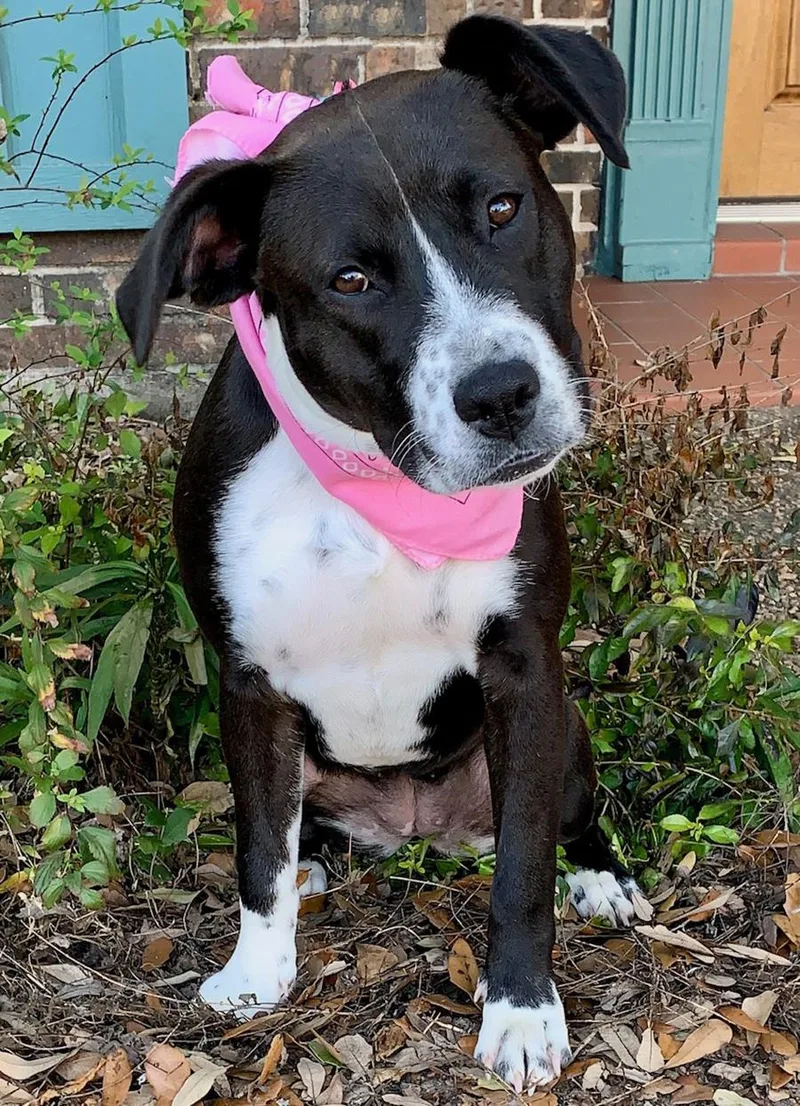 An adult medium-sized female Black Pit Bull Terrier dog named Maisy  Super Sweet for adoption in Cypress, TX