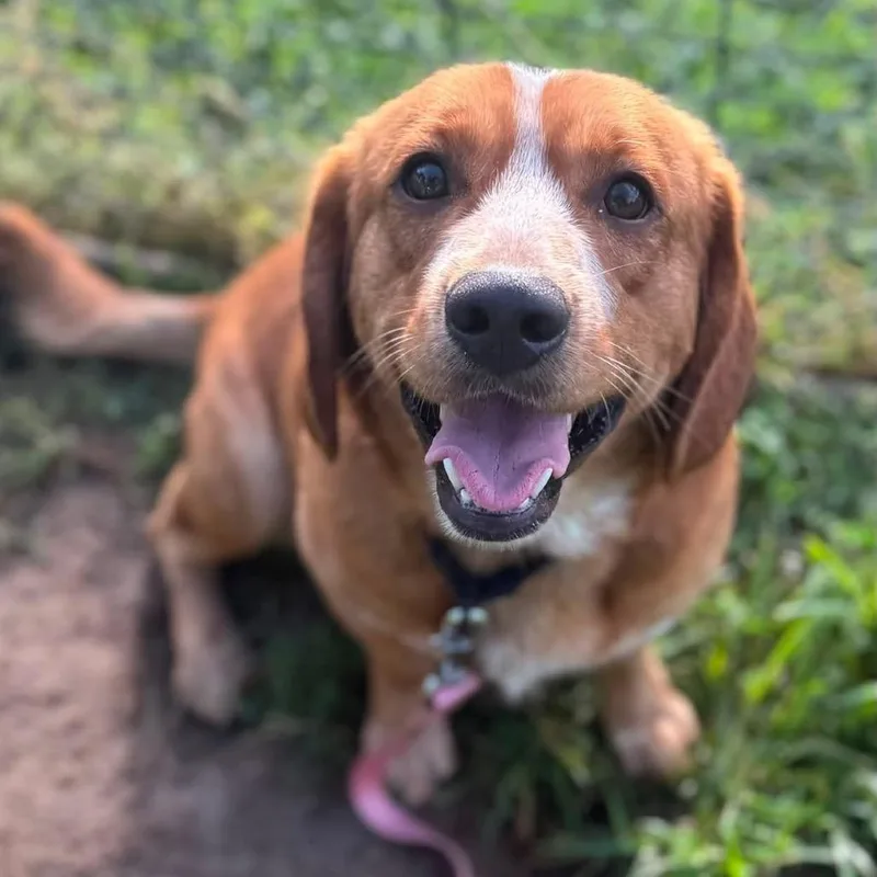 An adult medium-sized male Brown / Chocolate Mixed Breed dog named Appeal for adoption in Fredericksburg, VA