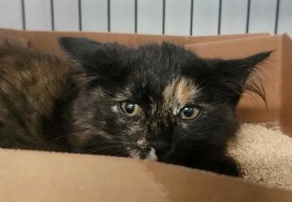 A baby medium-sized female Domestic Medium Hair cat named Smiley for adoption in West Chester, PA