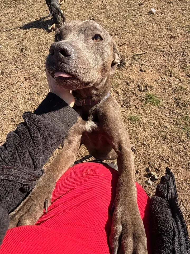 A young medium-sized female Gray / Blue / Silver Boxer dog named Vesta for adoption in Calera, AL
