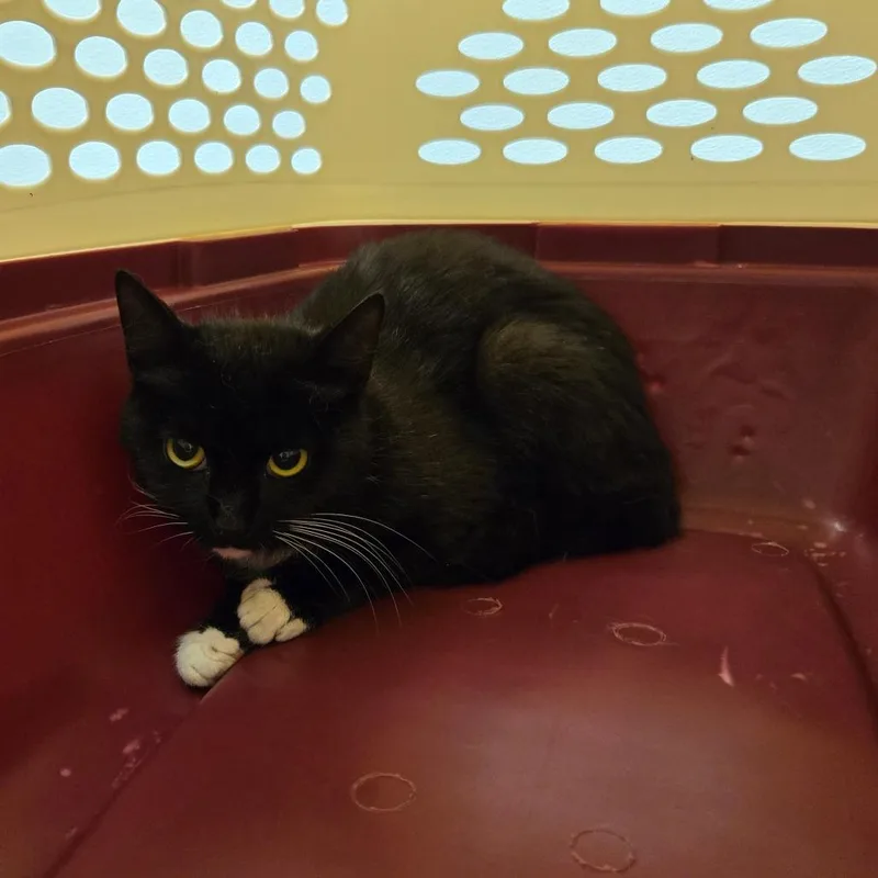 A young small-sized female Black Domestic Short Hair cat named Artemis for adoption in Charlottesville, VA