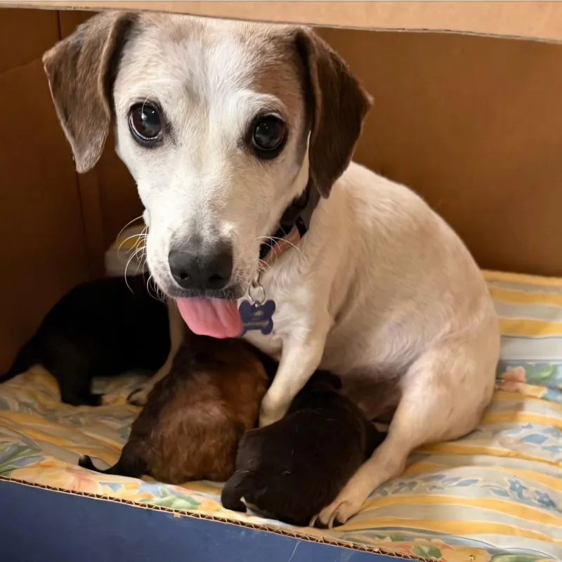 A young small-sized female Jack Russell Terrier dog named Shyla Costa Mesa for adoption in Chino Hills, CA