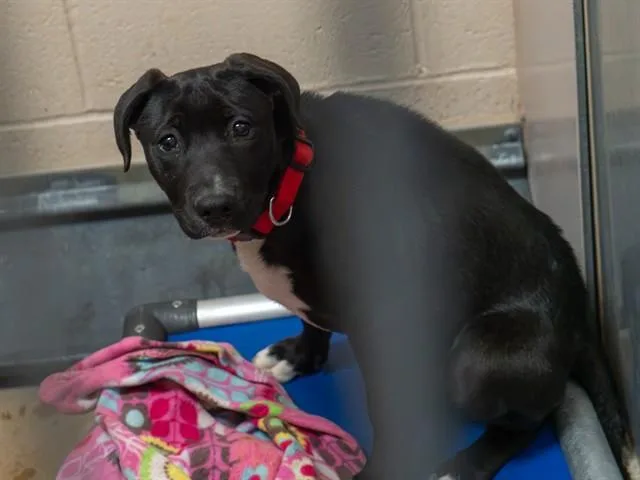 A baby small-sized female Pit Bull Terrier dog named Winnie for adoption in Martinez, CA