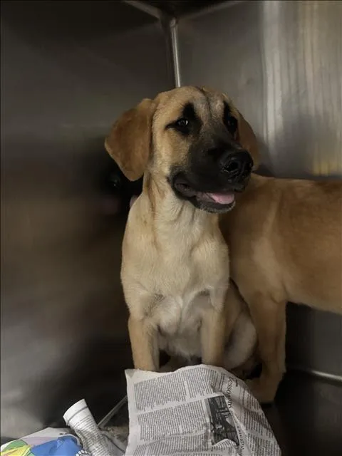 A baby medium-sized female Black Mouth Cur dog named Doggie for adoption in Van Nuys, CA
