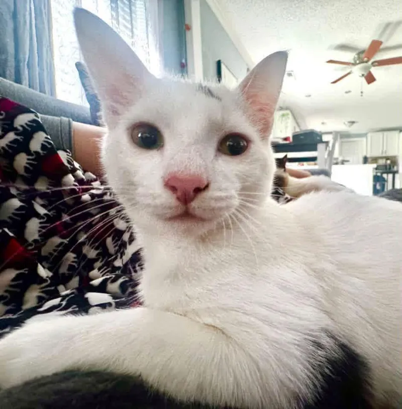 A young medium-sized male Domestic Short Hair cat named Hampton for adoption in Calera, AL