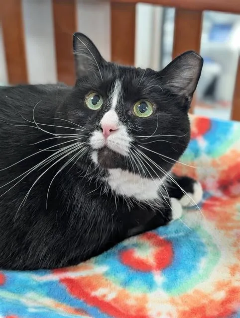 An adult large-sized male Domestic Short Hair cat named Hugo for adoption in Canfield, OH